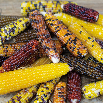 Popcorn, Miniature Rainbow 
