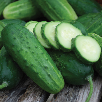 Boston Pickling Cucumber