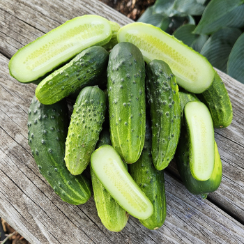 Cucumber, County Fair Improved Hybrid 