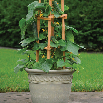Patio Snacker Hybrid Cucumber