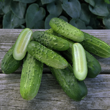 Cucumber, Pick A Bushel Hybrid Cucumber, Pick A Bushel Hybrid