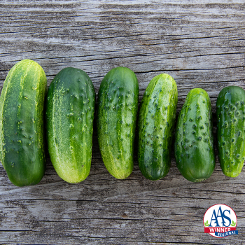 Cucumber, Pick A Bushel Hybrid Cucumber, Pick A Bushel Hybrid