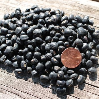 Cowpea, Black Crowder