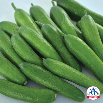 Cucumber, Green Light Hybrid  Cucumber, Green Light Hybrid