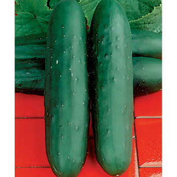 Dasher II Hybrid Cucumber