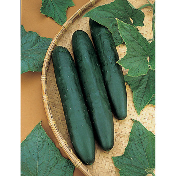 Sweet Success Hybrid Cucumber