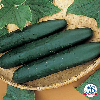 Sweet Success Hybrid Cucumber