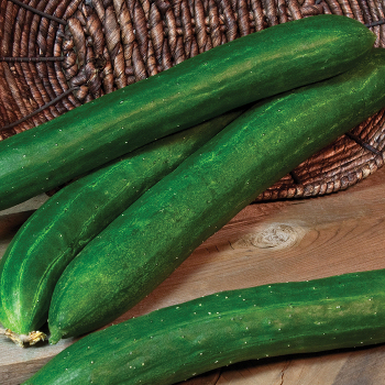 Tasty Green Hybrid Cucumber