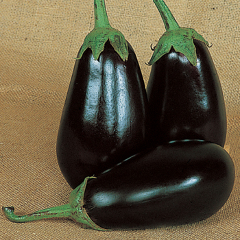 Eggplant, Epic Hybrid Eggplant, Epic Hybrid
