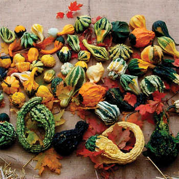 Autumn Wings Gourds