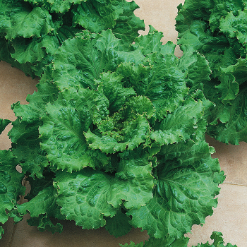 Lettuce, Batavian, Arianna 