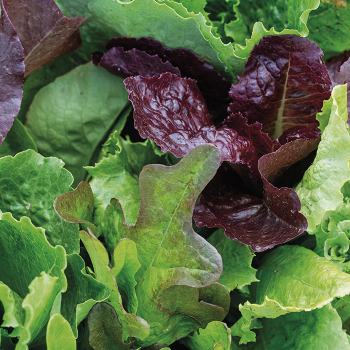 Lettuce, Heirloom Cutting Mix