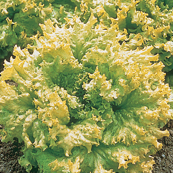 Lettuce, Simpson Elite