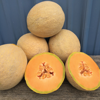 Sugar Rush Hybrid Melon