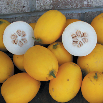 Melon, Vine Peach (Mango Melon)