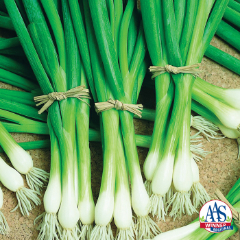 Bunching Onion, Warrior Bunching Onion, Warrior