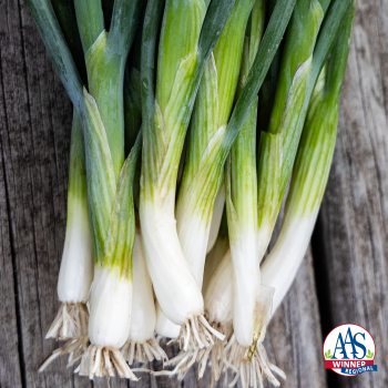 Bunching Onion, Warrior