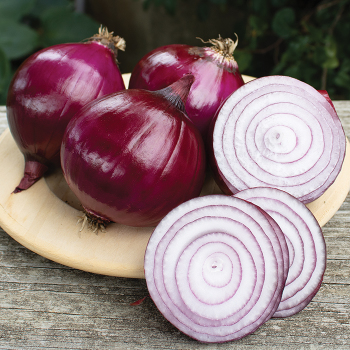 Onion, Redwing Hybrid