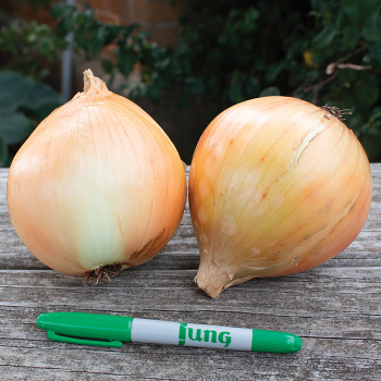 Onion, Walla Walla 