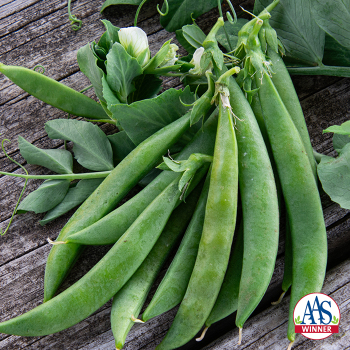 green peas⭐︎ GreenPeasfront_1095_820_grande