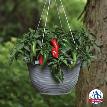 Pepper, Hot, Pot-A-Peno Hybrid Pepper, Hot, Pot-A-Peno Hybrid