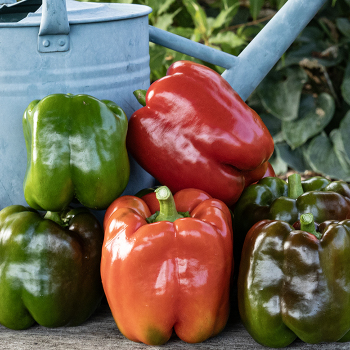 Pepper, Sweet, King Arthur Hybrid