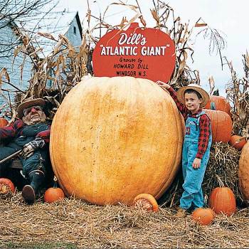 Dills Atlantic Giant Pumpkin