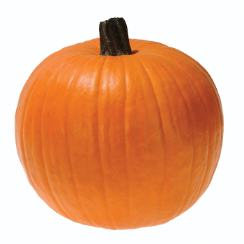 Pumpkin, Cougar PMR Hybrid