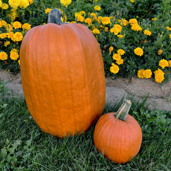 Pumpkin, Early Giant Hybrid