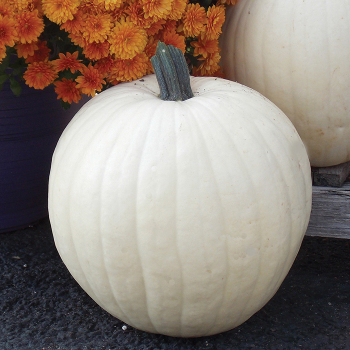 Moon Beam Hybrid Pumpkin