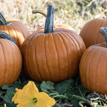 Pumpkin, Racer Plus Hybrid 