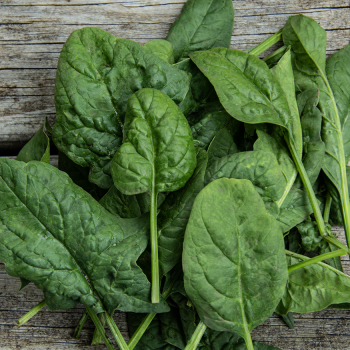 Spinach, Bloomsdale Long Standing 