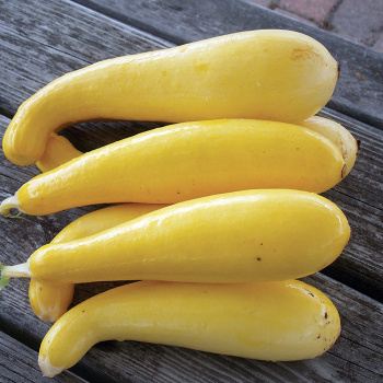 Superpik Hybrid Squash