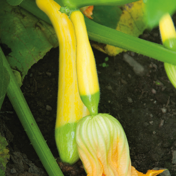Squash, Summer, Zephyr Hybrid 