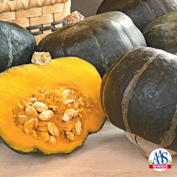 Bonbon Hybrid Squash