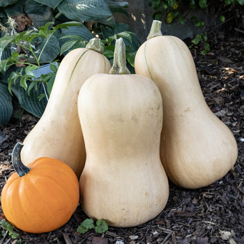 Squash, Winter, Betternut 401 Hybrid 
