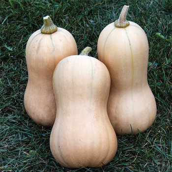 Squash, Winter, Butterbush