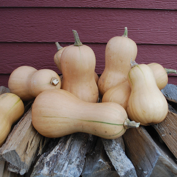 Butterbush Squash
