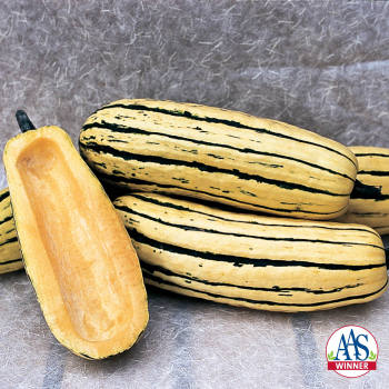Bush Delicata Squash