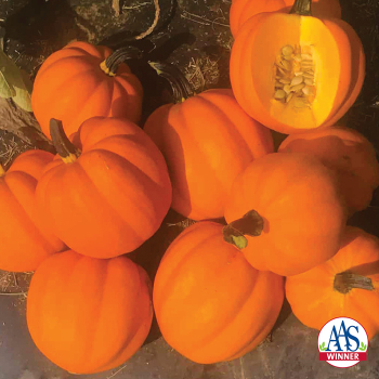 Squash, Winter, Goldilocks Hybrid 