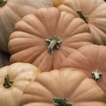 Squash, Winter, Long Island Cheese 