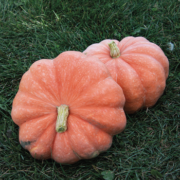 Squash, Winter, Moranga 