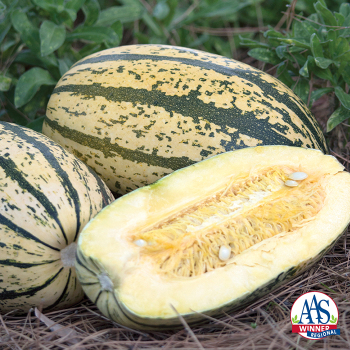 Squash, Winter, Sugaretti Hybrid 