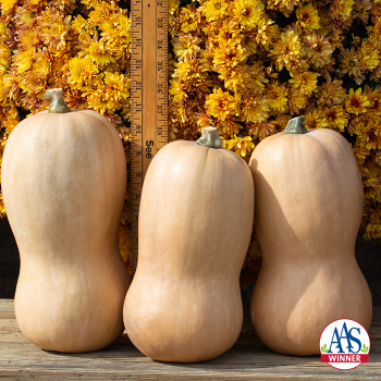 Squash, Winter, Waltham Butternut 