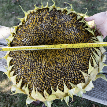 Sunflower, Large Grey Stripe 