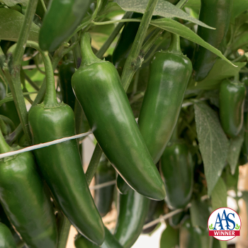 Pepper, Hot, San Joaquin Hybrid  Pepper, Hot, San Joaquin Hybrid