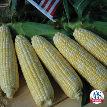 American Dream Sh2 Hybrid Sweet Corn