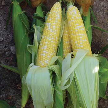 Delectable Sweet Corn Hybrid