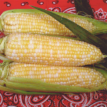 Luscious Hybrid Sweet Corn