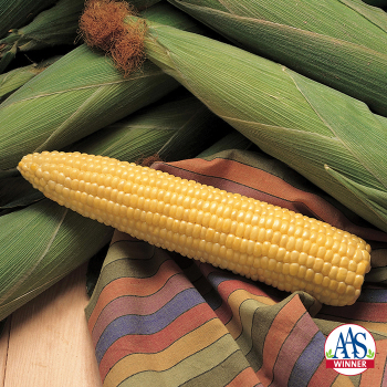 Sweet Corn, Honey Select Triplesweet Yellow Hybrid, Untreated Sweet Corn, Honey Select Triplesweet Yellow Hybrid, Untreated